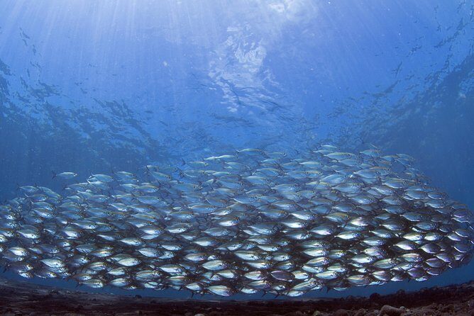 Bali Diving Day Trip-Manta Point/Tulamben Shipwreck-Fun Dive - Timing and Aftercare: The 18-Hour Rule You Should Not Ignore