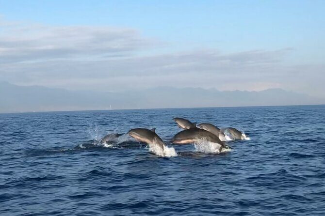 Bali Dolphin Lovina tour and Ulundanu Beratan - Lovina Beach Dolphin Watching on a Traditional Boat