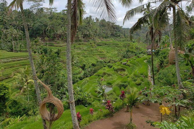 Bali Full Day Holy Water Tour - Stop 3: Tegalalang Rice Terraces and Optional Swing