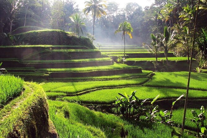 Bali Full-Day Tours : Waterfall and Ubud Destination Trip - Value check: $50 per person, and what you should mentally budget