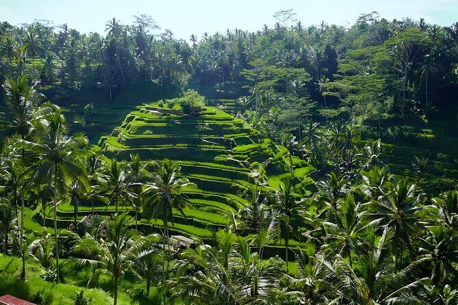 Bali Half Day-Tour: Ubud Night Trip Packages - Tegalalang Rice Terrace at golden hour: more than a photo stop