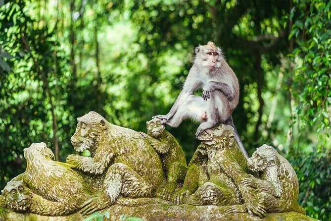 Bali Half Day Trip : All-Inclusive and Private Guided Tour - Stop 1: Sacred Monkey Forest Sanctuary and the 700 macaque challenge