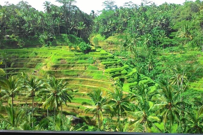 Bali Hindu temple, Rice terrace, Waterfall -All Inclusive - Stop 2 and 3: Tegalalang Rice Terraces—Views, Walk Time, and Lunch