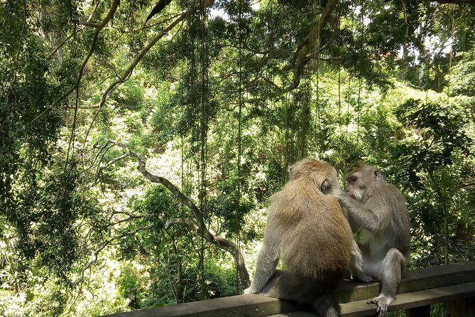 Bali Holy Bathing Ritual and Ubud Highlights tour - Price and Value: Why $31 Can Still Feel Worth It