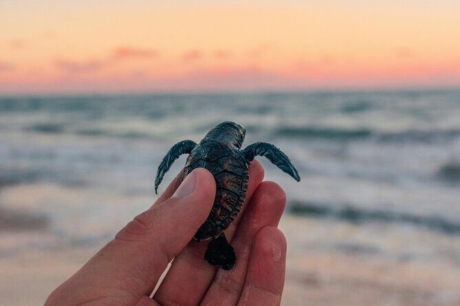 Bali Horse Riding and Turtle Release at Saba Beach - Key things to know before you go