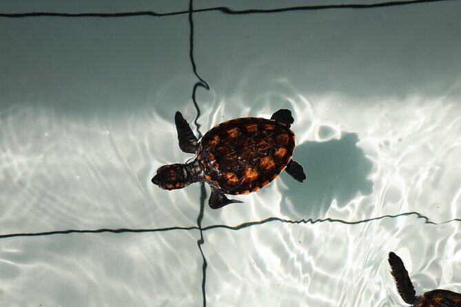 Bali Horse Riding and Turtle Release at Saba Beach - Getting From Seminyak: The Air-Conditioned Ride and Pickup Plan
