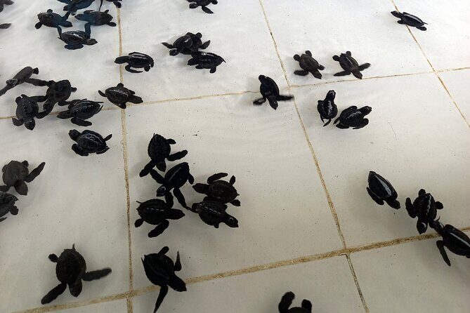 Bali Horse Riding and Turtle Release at Saba Beach - Lunch at Bebek Uma Menuh: Refuel Without Rushing