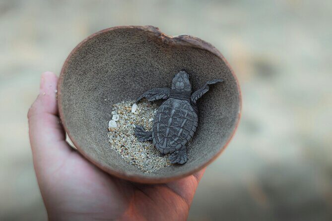 Bali Horse Riding and Turtle Release at Saba Beach - Price and Value: How $64 Per Person Adds Up