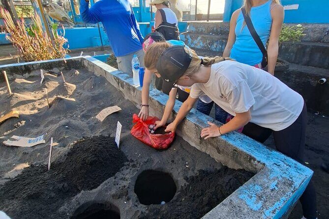 Bali Horse Riding and Turtle Release at Saba Beach - Saba Asri Turtles Conservation: Education, Then You Set Them Free