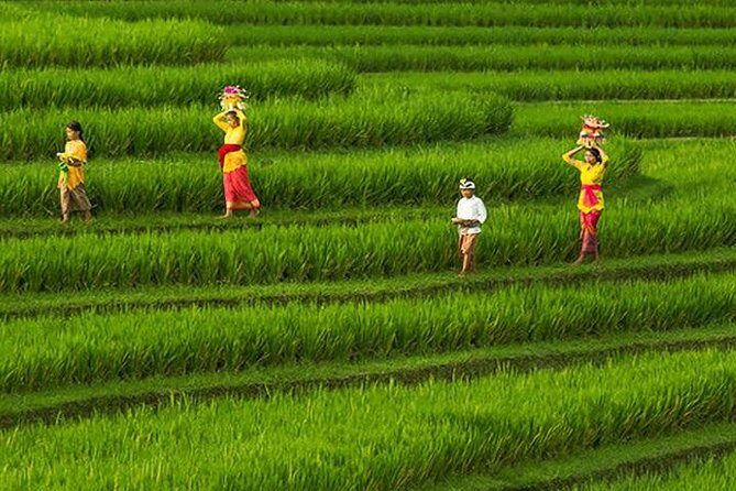 Bali Iconic Tour with Buffet Lunch and Attraction Tickets - Tegalalang Rice Terrace: Green Cliffs, Coconut Shade, and Farmer Country