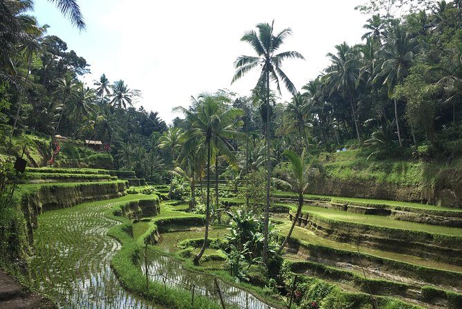 Bali Individual Route With Private English Speaking Driver - Tanah Lot Temple: The Classic Sea-Edge Icon