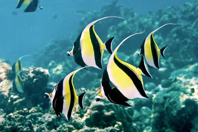 Bali Menjangan Island Snorkeling Day Tour - A 5:30 am departure that sets up a calm reef day