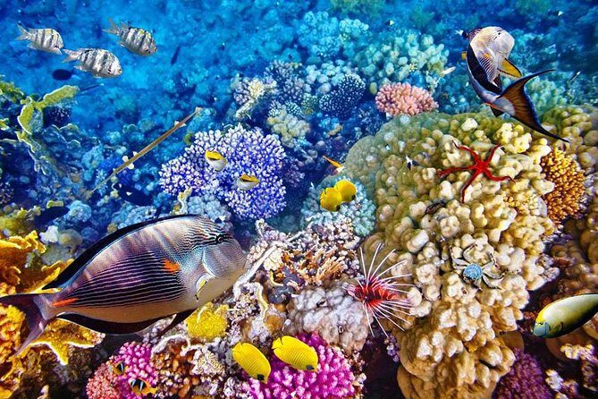 Bali Menjangan Island Snorkeling Day Tour - Door-to-door pickup from Ubud and Kuta (and the long drive reality)