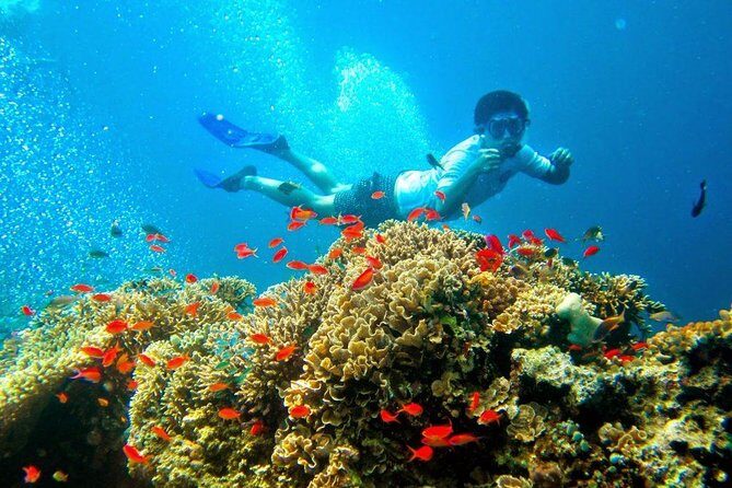 Bali Menjangan Island Snorkeling Day Tour - Price and value: is $132 fair for what’s included?
