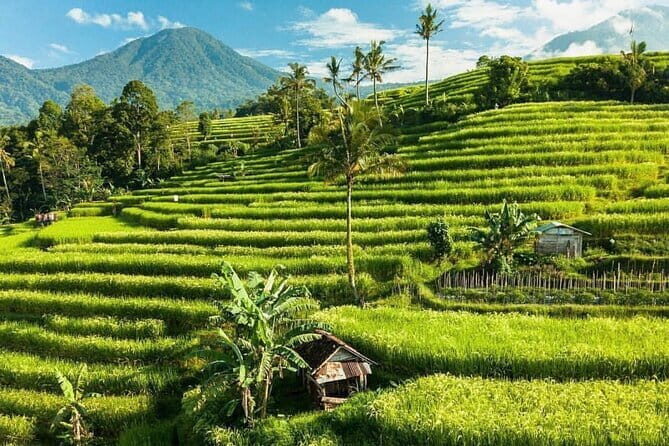 Bali : Northern Bali Private Day Trip with Transfer - Who this private Northern Bali trip is best for