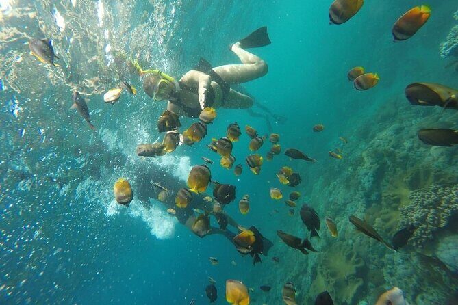 Bali Nusa Penida and Private Snorkeling (Manta Bay, Gamat, Wall) - Sea conditions, jellyfish, and comfort tips that are worth your attention