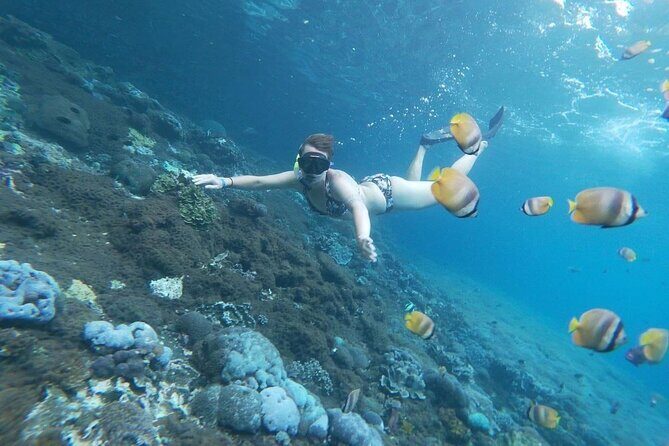 Bali Nusa Penida and Private Snorkeling (Manta Bay, Gamat, Wall) - Who this tour is best for