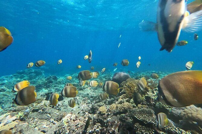 Bali Nusa Penida and Private Snorkeling (Manta Bay, Gamat, Wall) - Starting early from Kuta: why the 6:30 am time matters