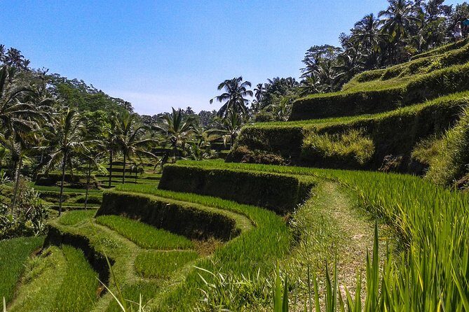 Bali Private Car Charter With English Speaking Driver - Why a private Bali driver beats scooters and bus chaos