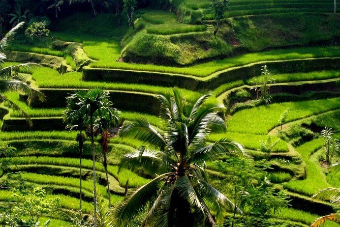 Bali Private Car Charter With English Speaking Driver - Price value: $33 per person for a 10-hour private day