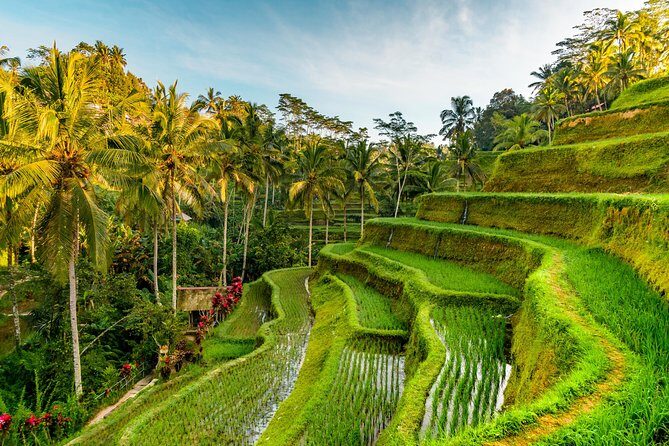 Bali Private Car Hire with Driver - Kintamani views, Bali swing breaks, and timing reality