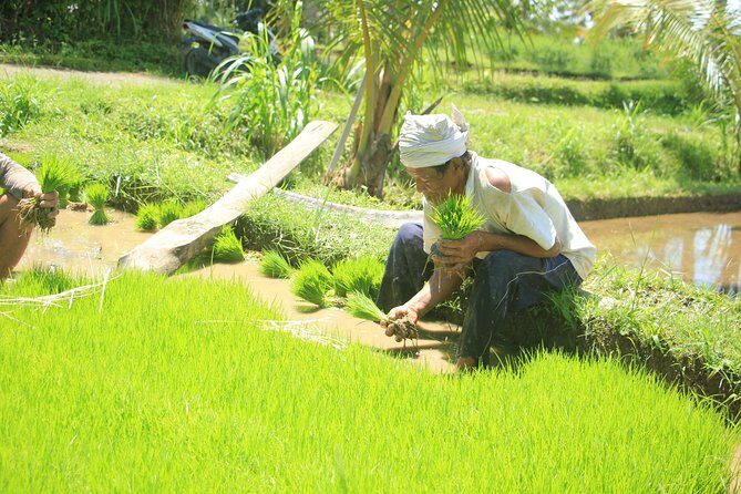 Bali Quad and Buggy Discovery Tour, Including Round-Trip Transfer - The Small-Group Advantage: Personal Service Without the Big Tour Chaos