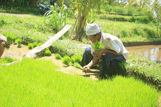 Bali Quad and Buggy Explorer Tour - Who should book this Bali quad and buggy explorer (and who should be cautious)