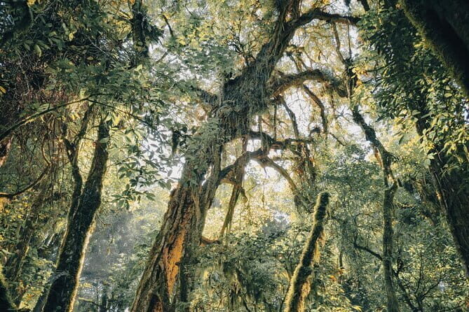 Bali Rainforest Hiking With Canoeing And Waterfall Adventure - Rainforest hiking: what you gain beyond exercise