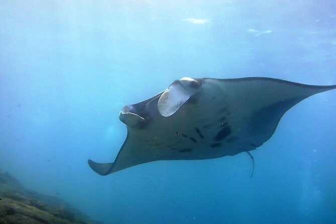 Bali Scuba Diving at Nusa Penida Manta Point For Certified Diver - Key points at a glance