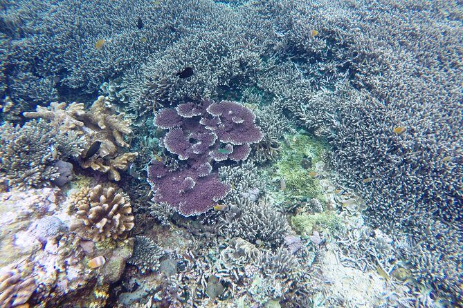 Bali Scuba Diving at Nusa Penida Manta Point For Certified Diver - Why Manta Point is better than a quick snorkel