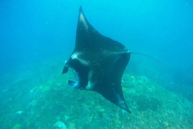 Bali Scuba Diving at Nusa Penida Manta Point For Certified Diver - The 3 underwater sessions: Manta Point, Crystal Bay, and the changing third site