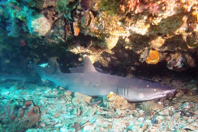 Bali Scuba Diving at Padang Bai for Certified Diver - Padang Bai for certified divers: what you’re actually paying for