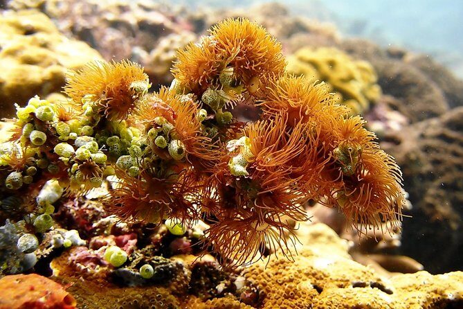 Bali Scuba Diving at Padang Bai for Certified Diver - GoPro upgrade: make your footage actually worth keeping