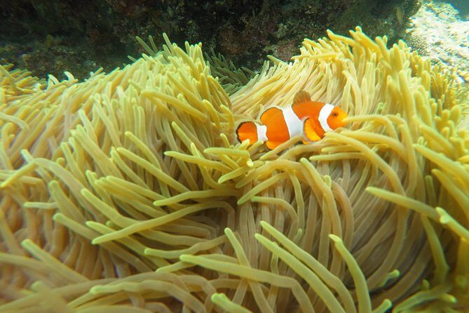 Bali Scuba Diving at Padang Bai for Certified Diver - Who should book this Padang Bai package (and who should pause)