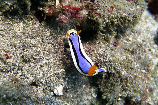 Bali Scuba Diving at Padang Bai for Certified Diver - Small things that make the day smoother
