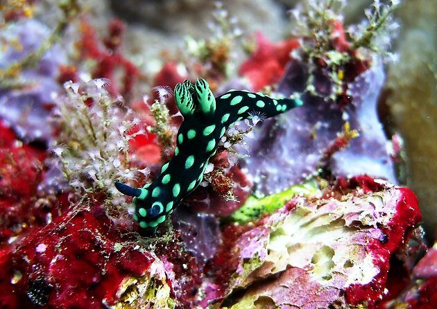 Bali Scuba Diving at Padang Bai for Certified Diver - Getting picked up: the morning run from Kuta, Seminyak, and Sanur