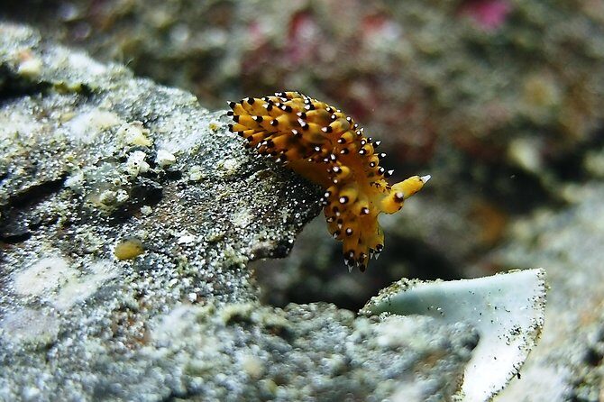 Bali Scuba Diving trip at Tulamben for Certified Diver - Lunch by the water: how the break helps your second session