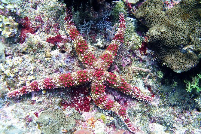 Bali Scuba Diving trip at Tulamben for Certified Diver - The human factor: guides who keep you safe and relaxed