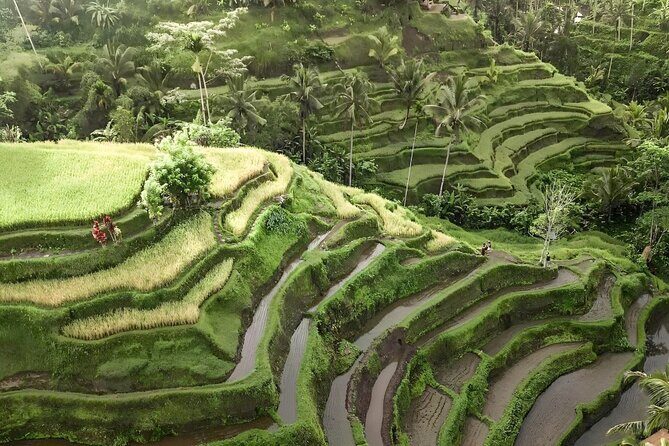 Bali Shore Excursions : Best of Bali Tour - Pacing That Works for Real People (and Real Footsteps)