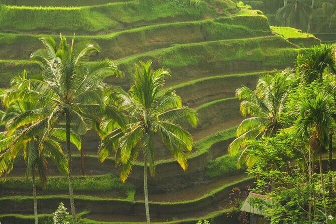 Bali Sightseeing - Tegalalang Rice Terrace and the Subak Irrigation System