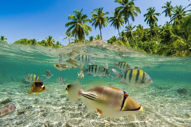 Bali Snorkeling 2 Spot at Blue Lagoon with Lunch & Transport - Blue Lagoon Beach snorkeling: how to make the most of your two hours