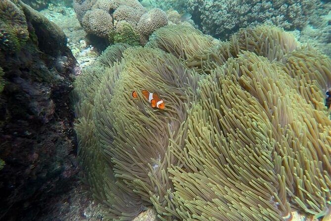Bali Snorkeling 2 Spot at Blue Lagoon with Lunch & Transport - Who should book this Blue Lagoon snorkeling day