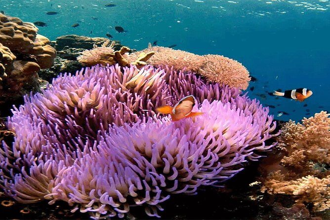 Bali Snorkeling Blue Lagoon and Tanjung Jepun All Included - Key highlights worth planning around