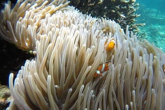 Bali Snorkeling Blue Lagoon with lunch &Optional waterfall Visit - Snorkeling at Tanjung Jepun and Blue Lagoon: What You’ll Actually Feel