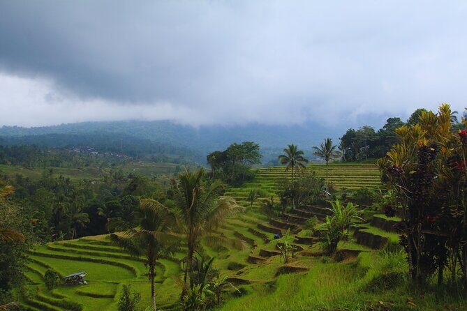 Bali Spiritual: Blessing Ceremony, Pristine Nature and Transfer - Stingless Trigona Bees: Learning Without the Lecture Tone
