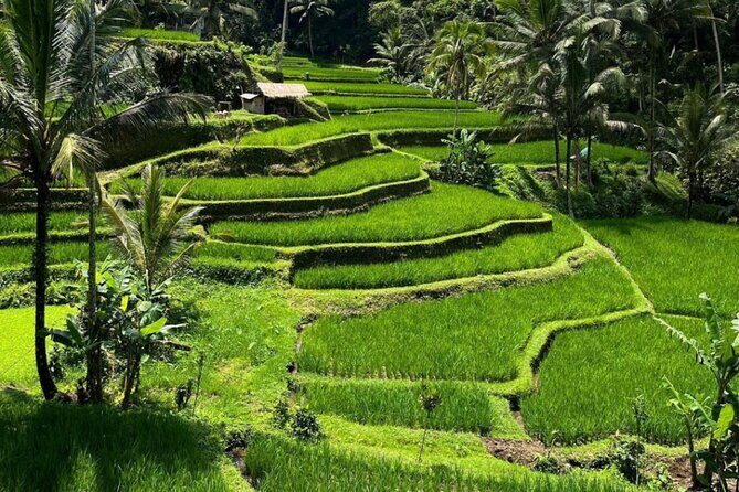 Bali Swing, Monkey Forest and Waterfall Private Tour - Stop 3: Tegalalang Rice Terrace and the irrigation story