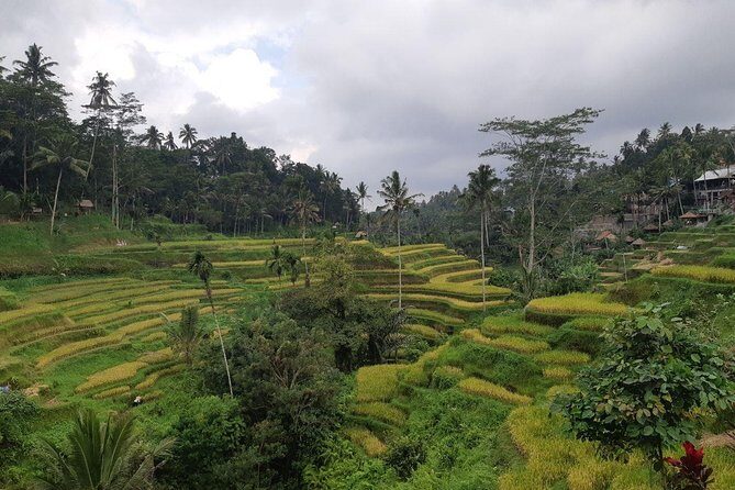 Bali Tour: Ubud Most Popular Place - A one-day route through Ubud’s waterfall, monkeys, rice, and holy water