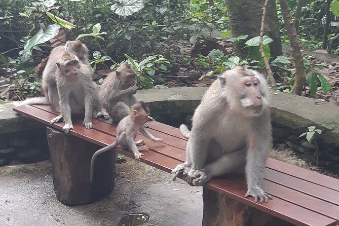 Bali Tour: Ubud Most Popular Place - Sacred Monkey Forest Sanctuary: seeing monkeys in a controlled, guided flow
