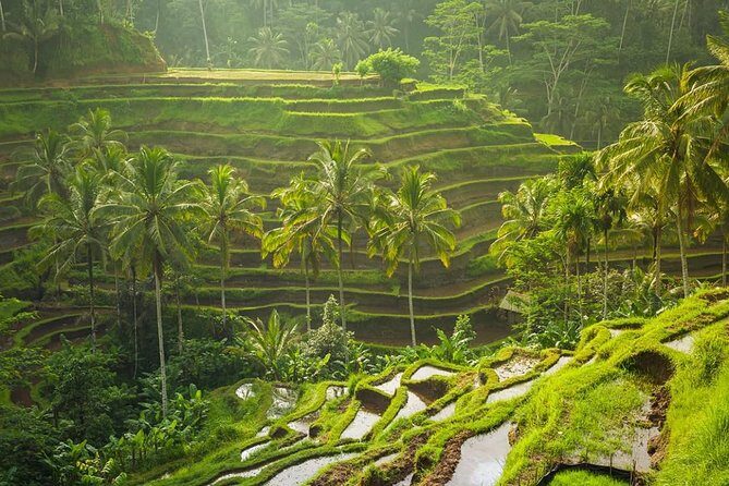 Bali Tribal Private Tour - Experience the best of Ubud, Bali - Price and logistics: what $35 really buys you