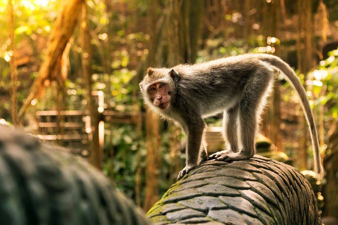 Bali Ubud and Volcano Day Tours - What’s included (and what you should plan for)
